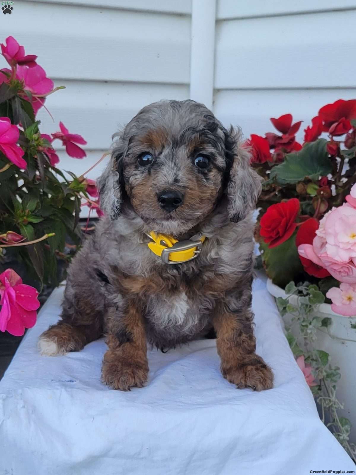 Felix (Mixed breed, Male) in Richfield Springs, NY