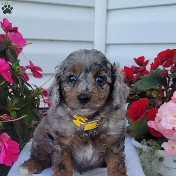 Felix, Miniature Poodle Mix Puppy
