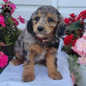 Franz, Miniature Poodle Mix Puppy