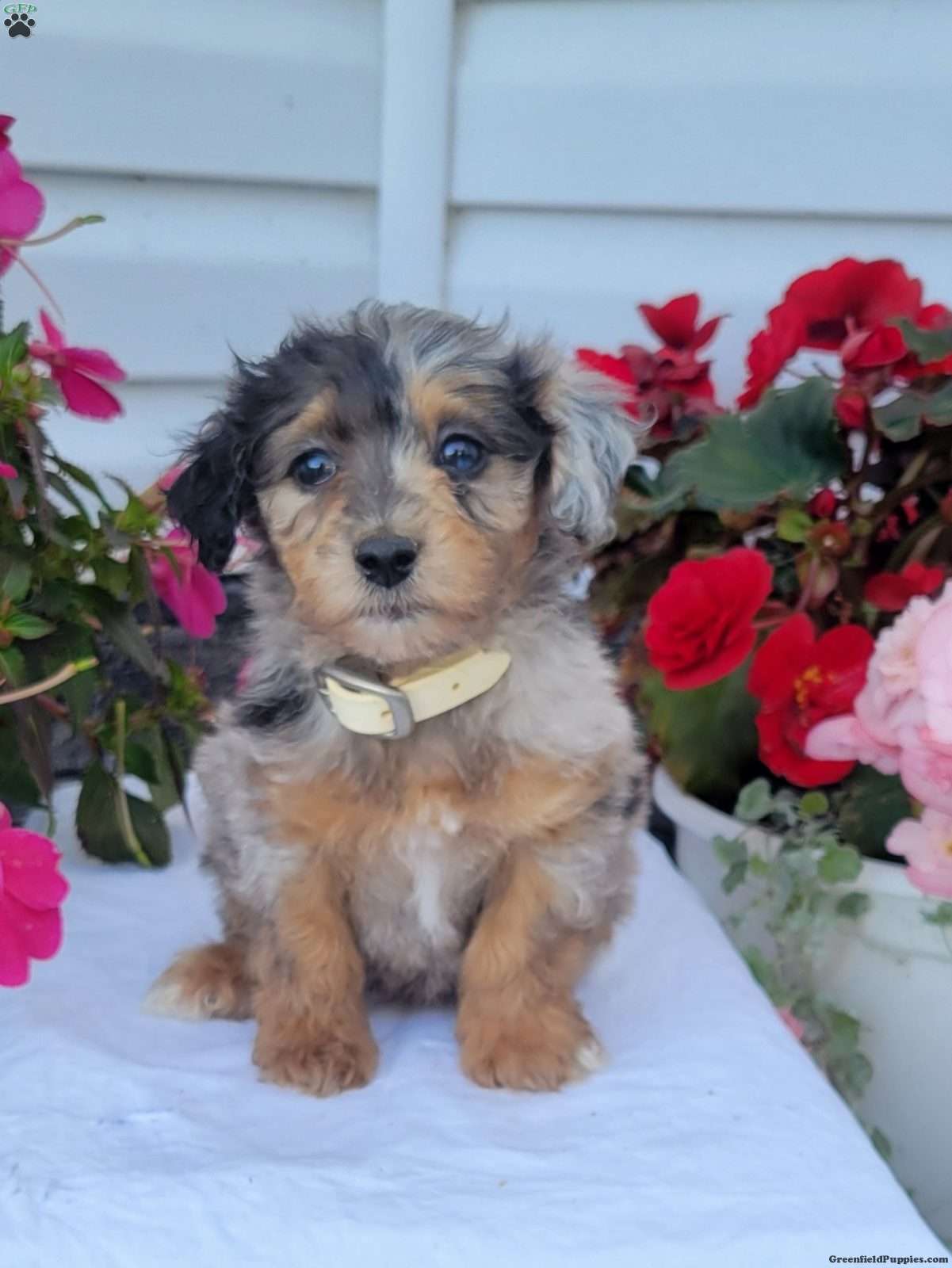 Flora (Mixed breed, Female) in Richfield Springs, NY