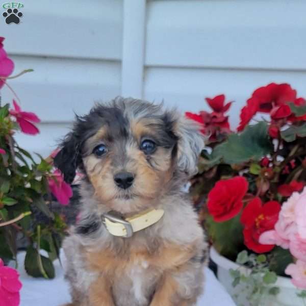 Flora, Miniature Poodle Mix Puppy