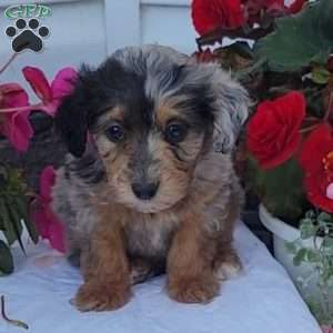 Flora, Miniature Poodle Mix Puppy