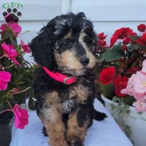 Fern, Miniature Poodle Mix Puppy
