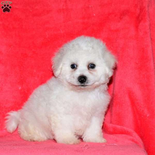 Indie, Bichon Frise Puppy