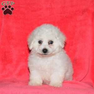Indie, Bichon Frise Puppy