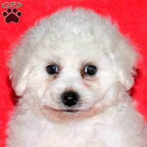 Indie, Bichon Frise Puppy