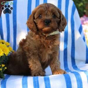 Ingall, Cavapoo Puppy