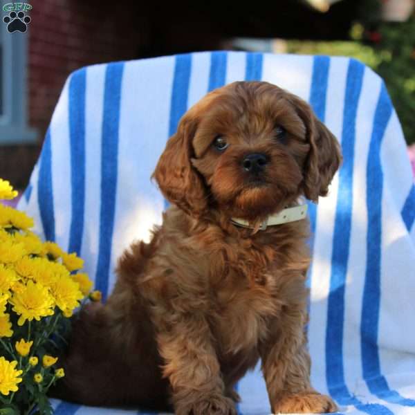 Ingall, Cavapoo Puppy