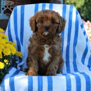 Ira, Cavapoo Puppy