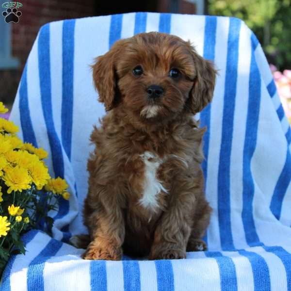 Ira, Cavapoo Puppy