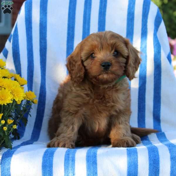Irvin, Cavapoo Puppy