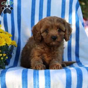 Irvin, Cavapoo Puppy