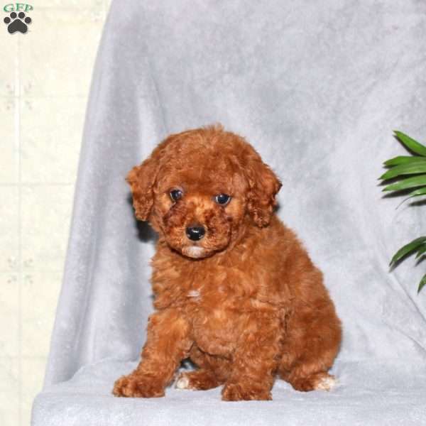 Isaac, Miniature Poodle Puppy