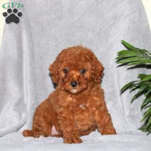Isaac, Miniature Poodle Puppy