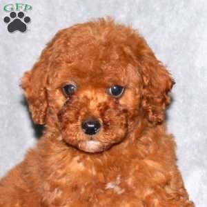 Isaac, Miniature Poodle Puppy