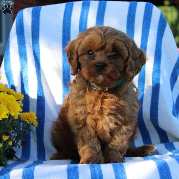 Isaac, Cavapoo Puppy