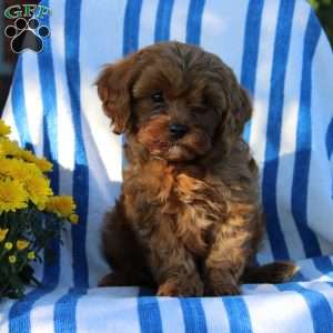 Isaac, Cavapoo Puppy