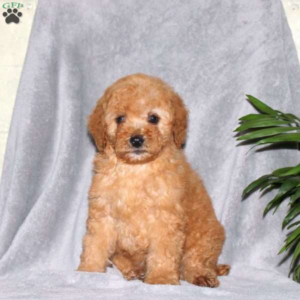 Isaiah, Miniature Poodle Puppy
