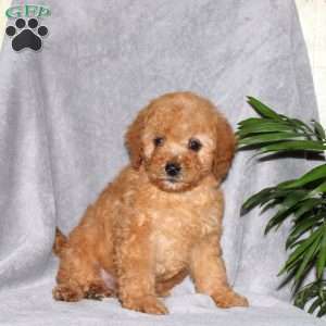 Isaiah, Miniature Poodle Puppy