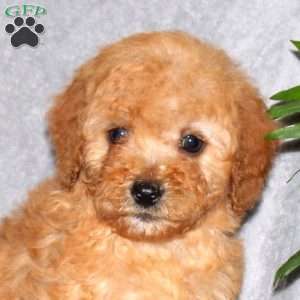 Isaiah, Miniature Poodle Puppy