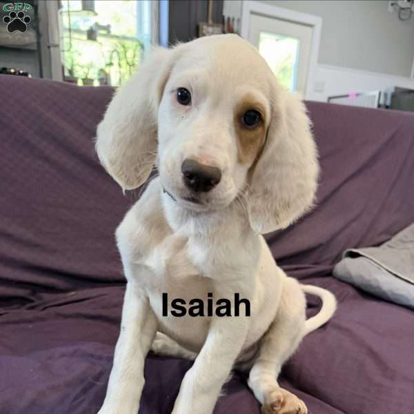 Isaiah, English Setter Puppy
