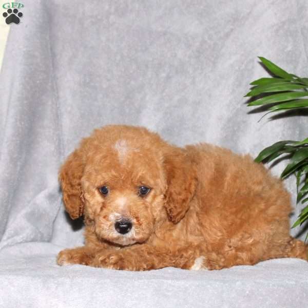 Ivan, Miniature Poodle Puppy