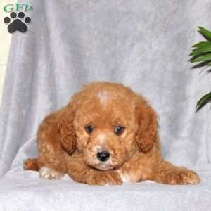 Ivan, Miniature Poodle Puppy