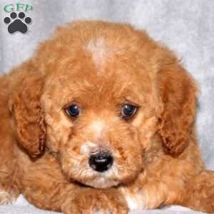 Ivan, Miniature Poodle Puppy