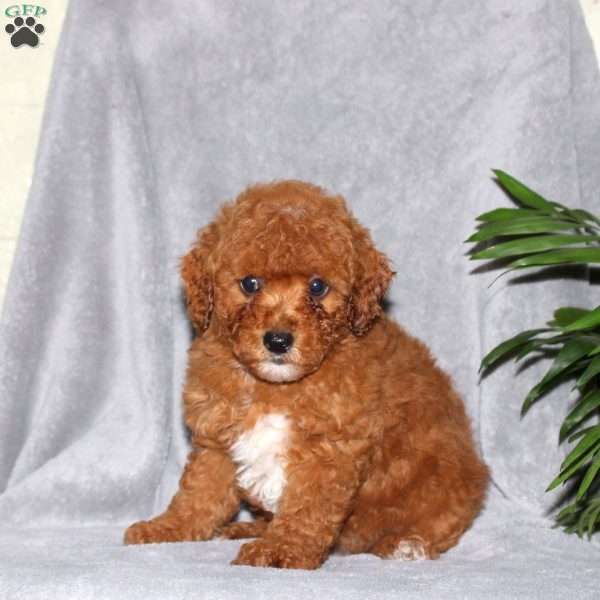 Ivory, Miniature Poodle Puppy