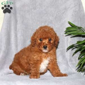 Ivory, Miniature Poodle Puppy