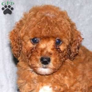 Ivory, Miniature Poodle Puppy