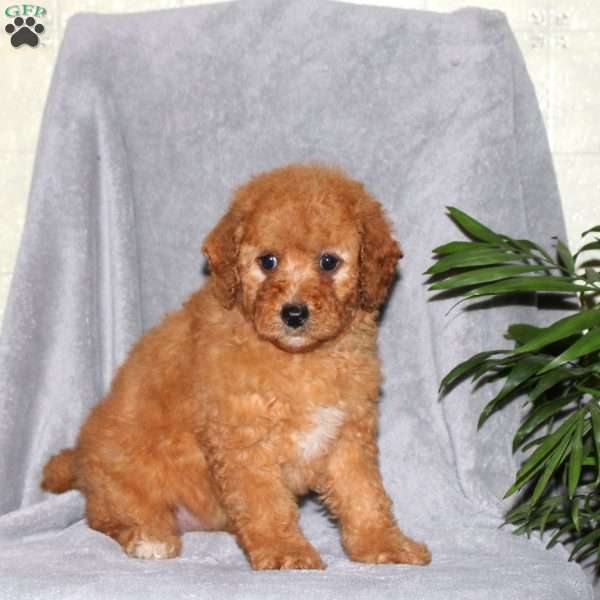 Ivy, Miniature Poodle Puppy