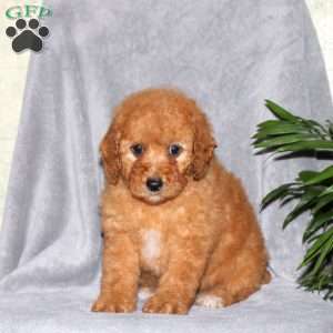 Ivy, Miniature Poodle Puppy