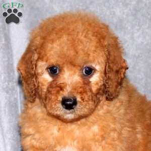 Ivy, Miniature Poodle Puppy