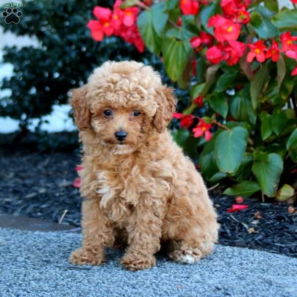 Ivy, Miniature Poodle Puppy