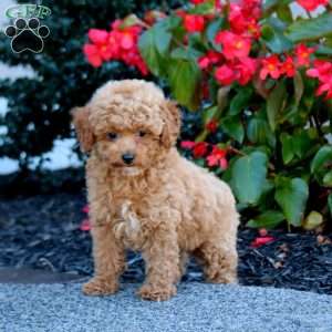 Ivy, Miniature Poodle Puppy