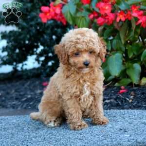 Ivy, Miniature Poodle Puppy