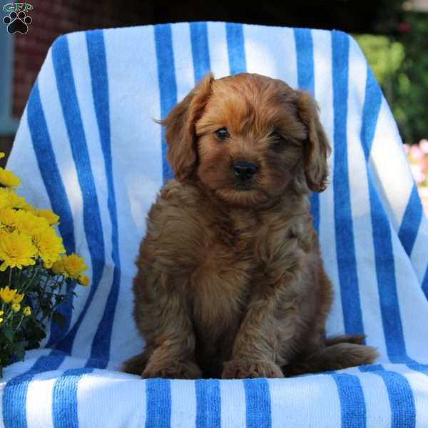 Ivy, Cavapoo Puppy