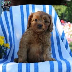 Ivy, Cavapoo Puppy