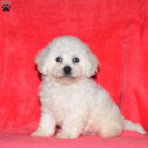 Izzie, Bichon Frise Puppy