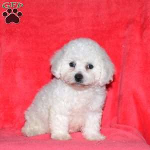 Izzie, Bichon Frise Puppy