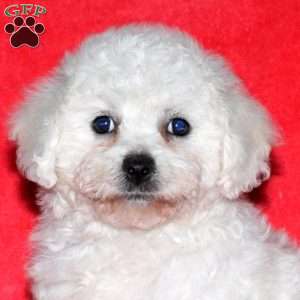 Izzie, Bichon Frise Puppy
