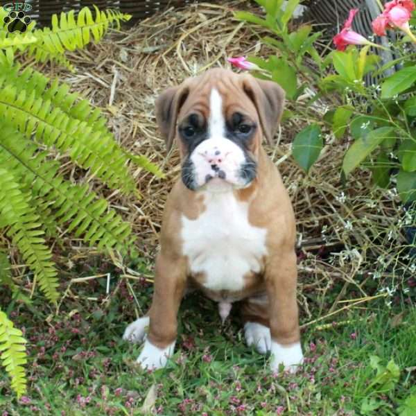 Jack, Boxer Puppy