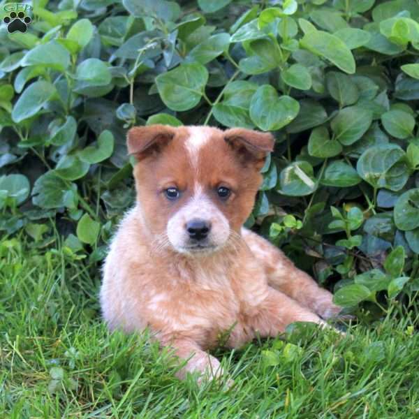 Jack, Blue Heeler – Australian Cattle Dog Puppy