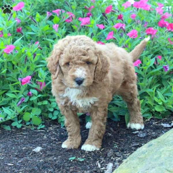 Jack, Miniature Poodle Puppy
