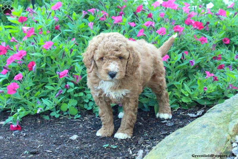 Jack (Miniature Poodle, Male) in Paradise, PA
