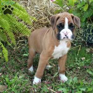 Jack, Boxer Puppy