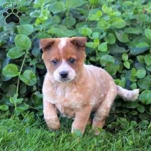 Jack, Blue Heeler – Australian Cattle Dog Puppy