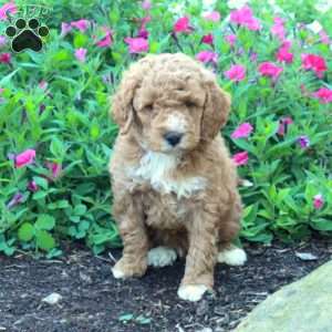 Jack, Miniature Poodle Puppy