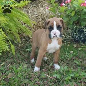 Jack, Boxer Puppy